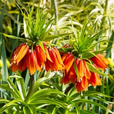 Фритиллярия Imperialis Orange Beauty (луковицы)