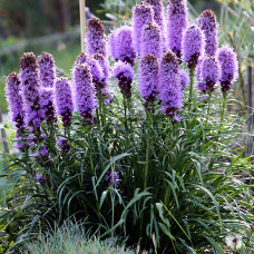 Лиатрис Spicata