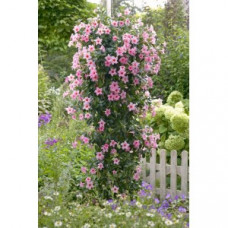 Дипладения CREAM PINK Дипладения CREAM PINK