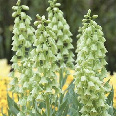 Фритиллярия Persica Alba (луковицы)