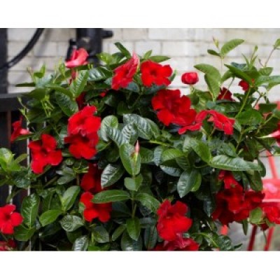 Дипладения COSMOS CARMINE RED
