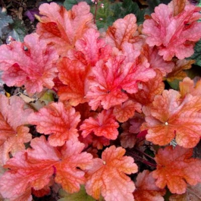 Гейхера Maroon Blush (саженцы)