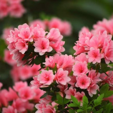 Азалия японская "Рубинета" (Azalea japonica"Rubineta") Азалия японская "Рубинета" (Azalea japonica"Rubineta")