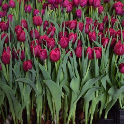 Тюльпан махровый ранний World Bowl
