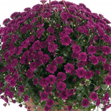 Хризантема ампельная новинка Skyfoll Purple