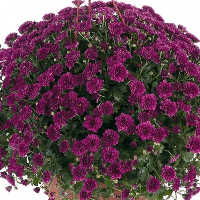 Хризантема ампельная новинка Skyfoll Purple