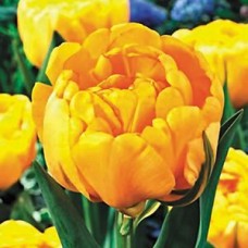 Тюльпан махровый поздний Yellow Pomponette