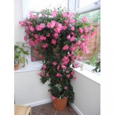 Дипладения SUNDAVILLE ROSE Дипладения SUNDAVILLE ROSE