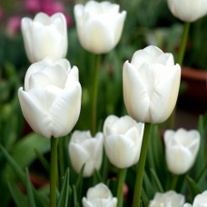 Тюльпан ранний White Marvel