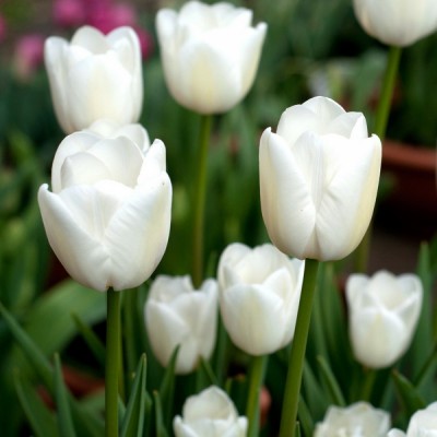 Тюльпан ранний White Marvel