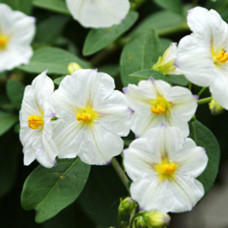 Паслен SOLANUM_RANTONNETII_WHITE