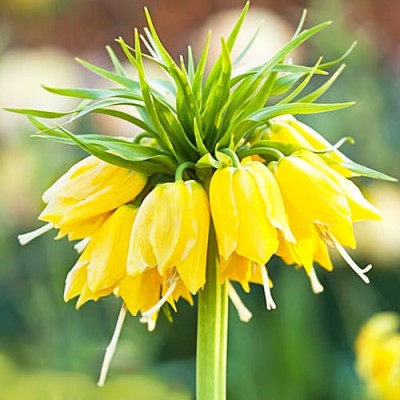 Фритиллярия Maxima Lutea (луковицы)