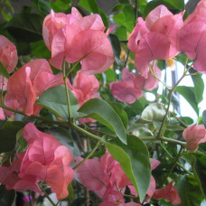 Бугенвиллия Australion pink Бугенвиллия Australion pink