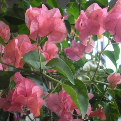 Бугенвиллия Australion pink
