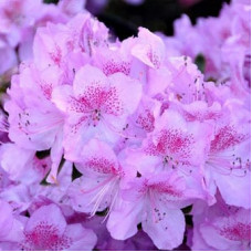 Азалия японская "Блю Дануб" (Azalea japonica "Blue Danube") Азалия японская "Блю Дануб" (Azalea japonica "Blue Danube")