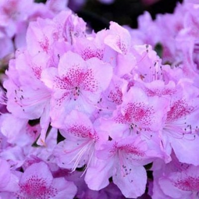Азалия японская "Блю Дануб" (Azalea japonica "Blue Danube")