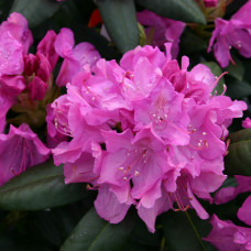 Рододендрон Roseum elegans