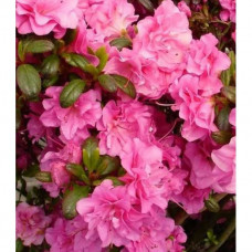 Азалия японская "Розинетта" (Azalea japonica "Rosinetta") Азалия японская "Розинетта" (Azalea japonica "Rosinetta")