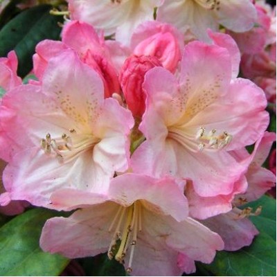 Рододендрон Перси Вайсман (3 года)
