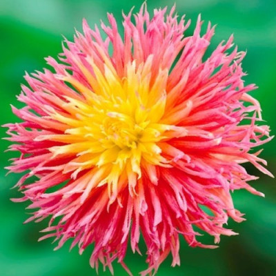 Георгина бахромчатая Fringed Star