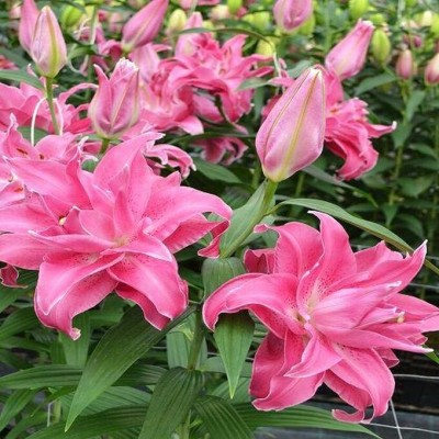 Лилия Махровая Roselily Natalia