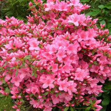 Азалия японская "Рубинета" (Azalea japonica"Rubineta") Азалия японская "Рубинета" (Azalea japonica"Rubineta")