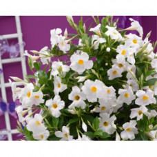 Дипладения SUNDAVILLE GRAND-WHITE Дипладения SUNDAVILLE GRAND-WHITE
