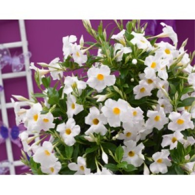 Дипладения SUNDAVILLE GRAND-WHITE