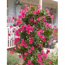 Дипладения SUNDAVILLE PINK Дипладения SUNDAVILLE PINK