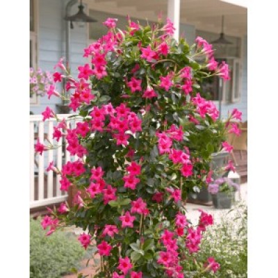 Дипладения SUNDAVILLE PINK