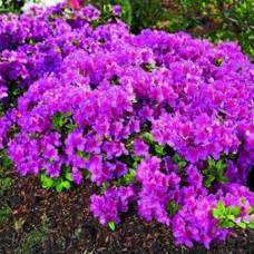 Азалия японская "Ледиканенс" (Azalea japonica "Ledikanense") Азалия японская "Ледиканенс" (Azalea japonica "Ledikanense")