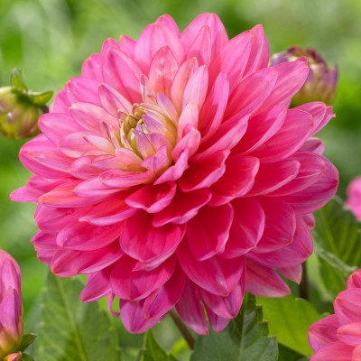 Георгина бордюрная Pink Allegro