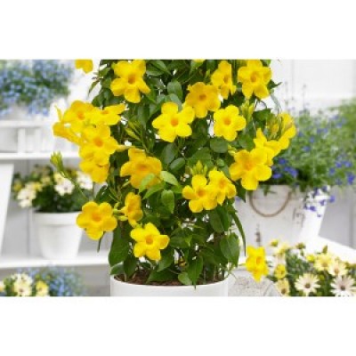 Дипладения DIAMANTINA OPALE CITRINE