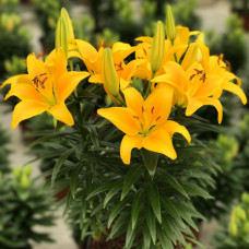 Лилия низкорослая Tiny Orange Sensation