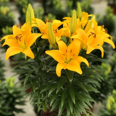 Лилия низкорослая Tiny Orange Sensation