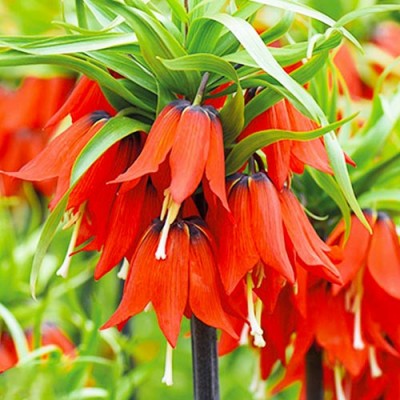 Фритиллярия Rubra Maxima (луковицы)