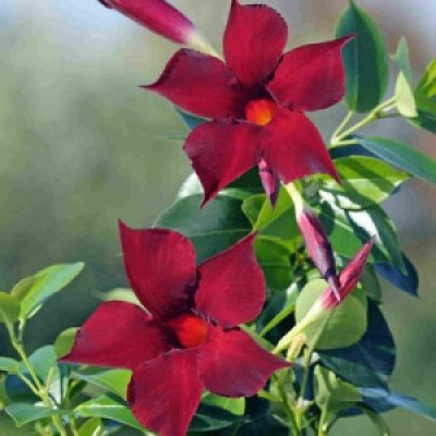 Дипладения DIAMANTINA JADE GRENAT