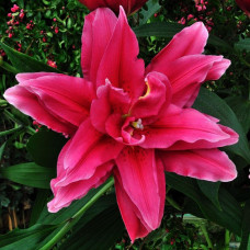 Лилия Махровая Roselily Elena
