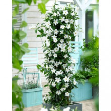 Дипладения SUNDAVILLE WHITE Дипладения SUNDAVILLE WHITE