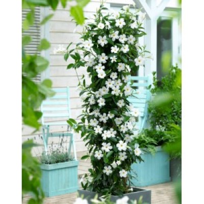 Дипладения SUNDAVILLE WHITE