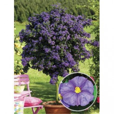 Паслен SOLANUM-RANTONNETII Паслен SOLANUM-RANTONNETII