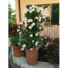 Дипладения DIAMANTINA JADE WHITE Дипладения DIAMANTINA JADE WHITE