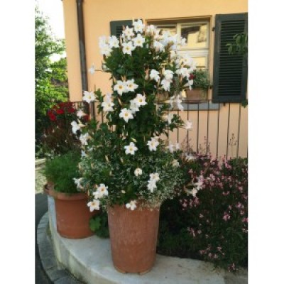 Дипладения DIAMANTINA JADE WHITE