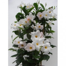 Дипладения SUNDAVILLE COSMOS WHITE Дипладения SUNDAVILLE COSMOS WHITE
