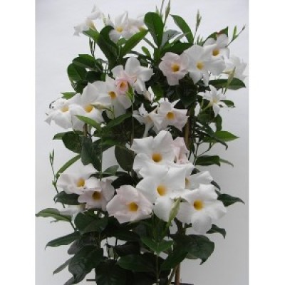 Дипладения SUNDAVILLE COSMOS WHITE