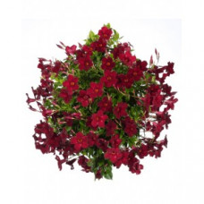 Дипладения SUNDAVILLE BEAUTY-BURGUNDY Дипладения SUNDAVILLE BEAUTY-BURGUNDY