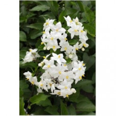 Паслен ЖАСМИНОВИДНЫЙ SOLANUM JASMINOIDES