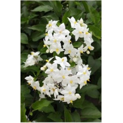 Паслен ЖАСМИНОВИДНЫЙ SOLANUM JASMINOIDES