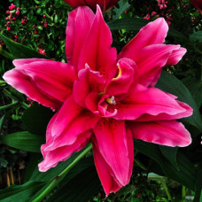 Лилия низкорослая Roselily Elena