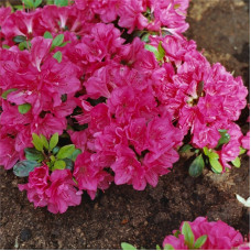Азалия японская "Канзонетта" (Azalea japonica "Canzonetta") Азалия японская "Канзонетта" (Azalea japonica "Canzonetta")